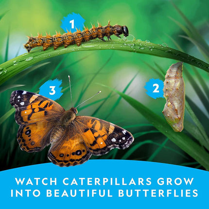 National Geographic Kids Butterfly Growing Kit STEM Educational Science Habitat