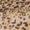 Animal Multi/Tan / Small