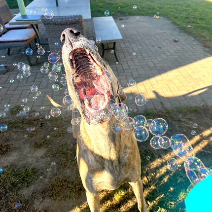 https://cdn.shopify.com/s/files/1/0283/2669/0890/files/dog-playing-with-puppylove-bubbles-in-backyard_b15a84ab-6513-47ab-abb3-4c1905de84a4.png?v=1762442920